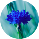 Kajtár Klára profile picture