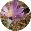 Cleopatra Kovacs profile picture