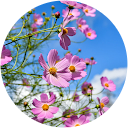 Andreea Răsădean profile picture