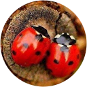 Catalina Ciobanu profile picture