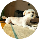 Sorin Benchea profile picture