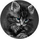 Liviu Stoica profile picture